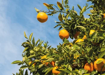Mandarinenernte im Neretvatal