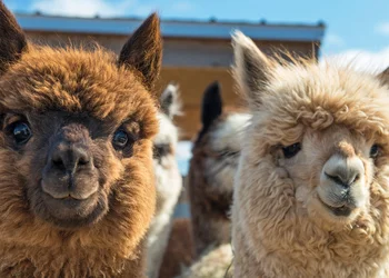 Sommer-Familienausflug zum Alpakahof Pinetz